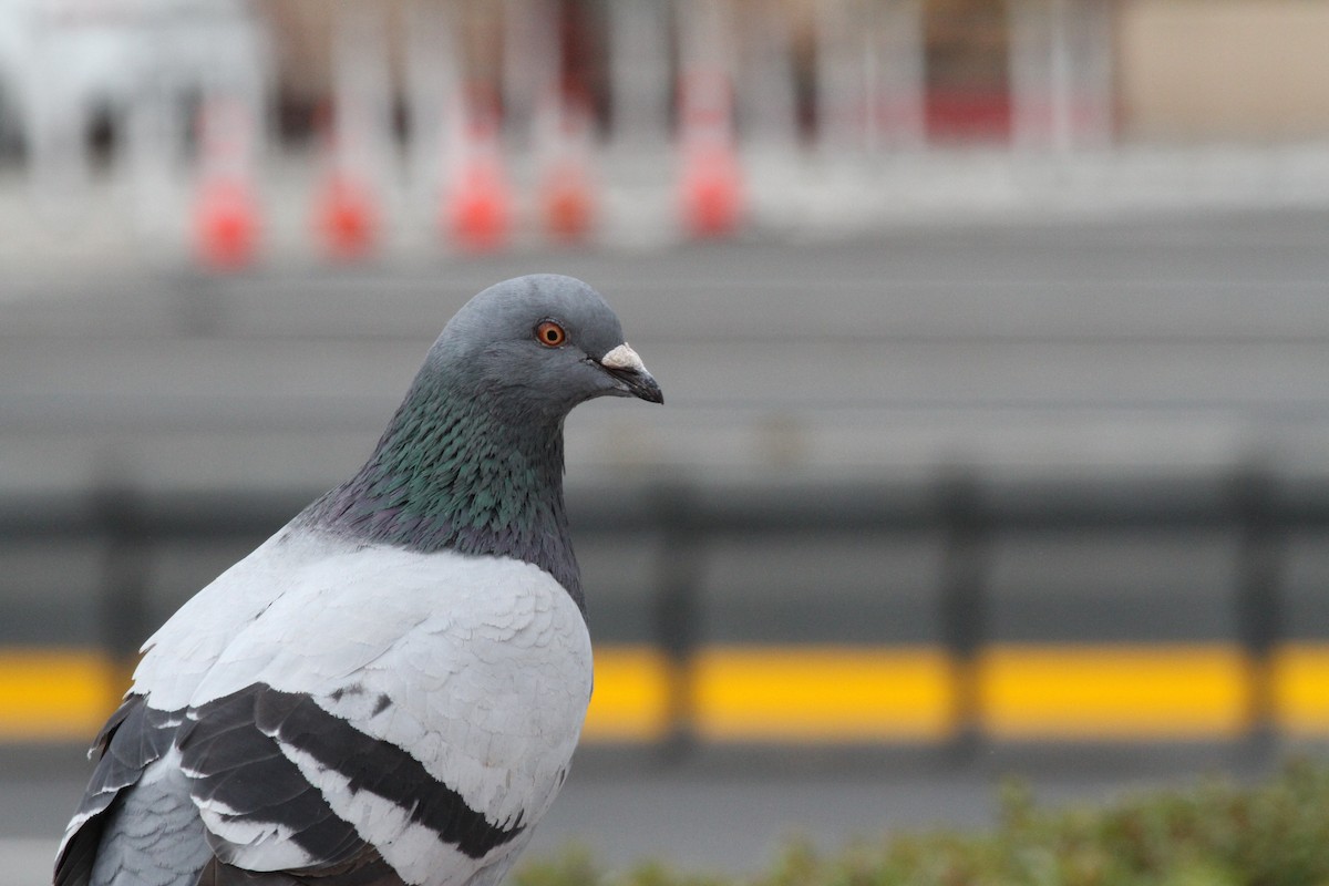 Rock Pigeon (Feral Pigeon) - Townes Stanley