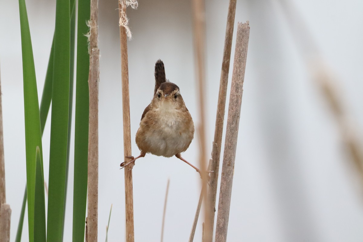 Marsh Wren - Liam Messier