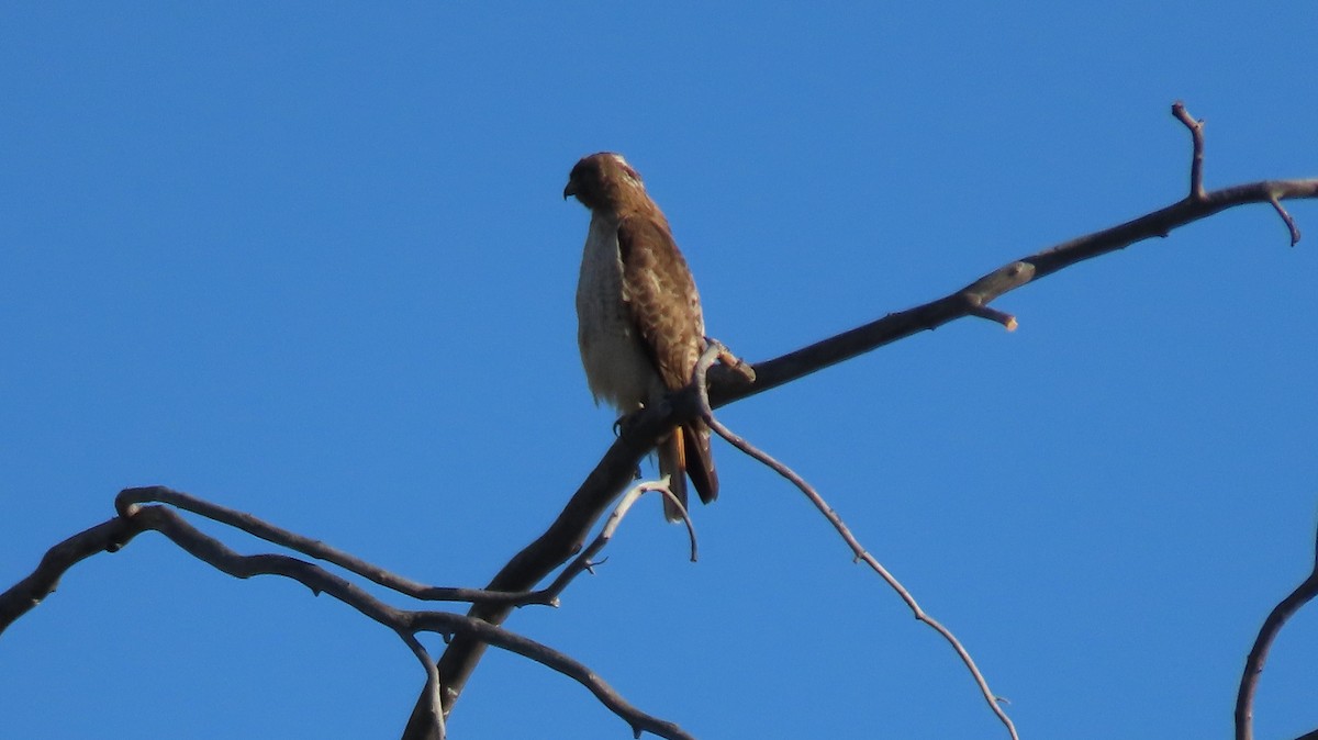 Red-tailed Hawk - Anne (Webster) Leight