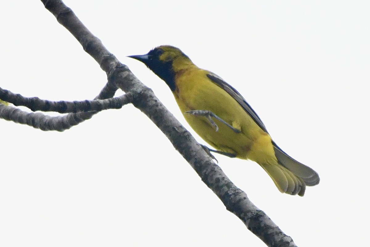 Baltimore Oriole - Joseph Dougherty