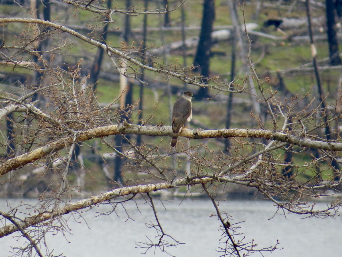 Cooper's Hawk - ML619313734