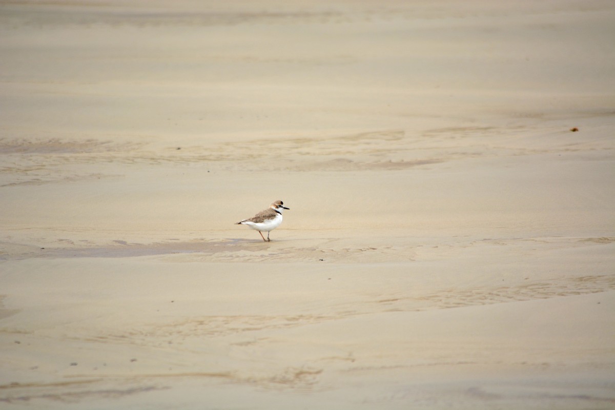 Collared Plover - João Gava Just