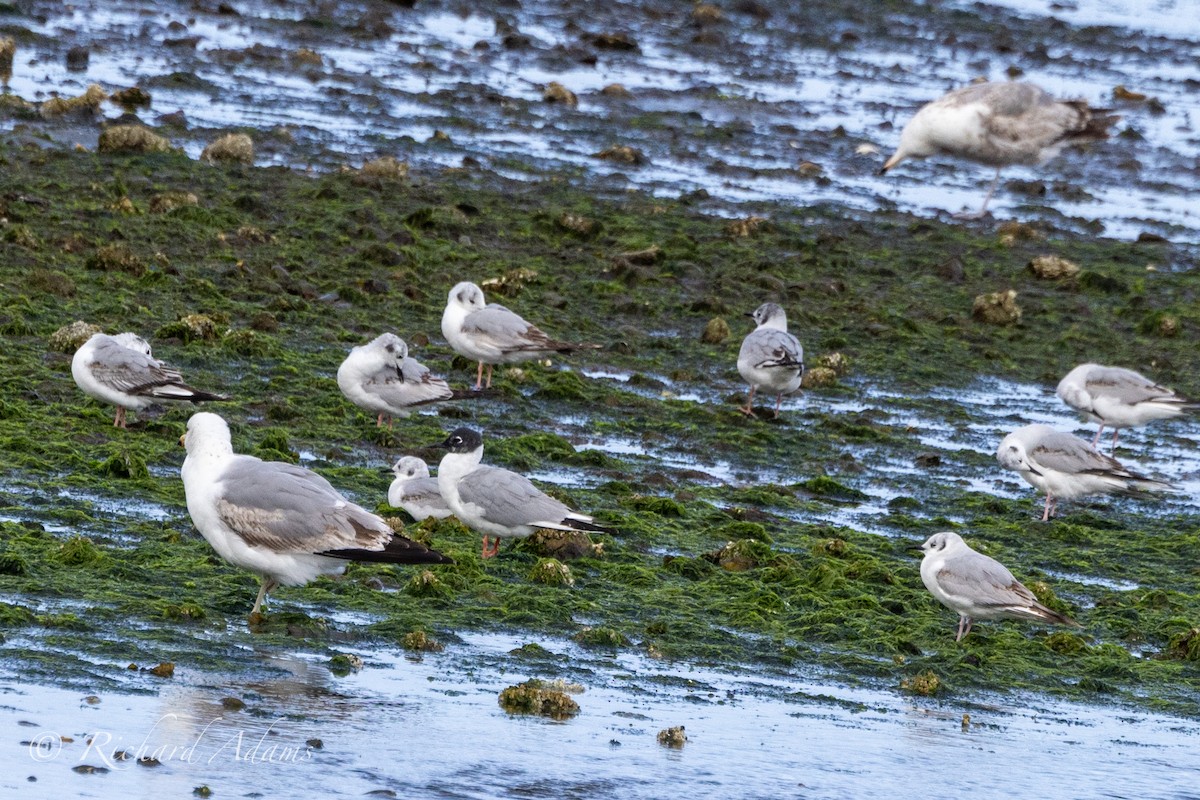 Bonaparte's Gull - ML619313739