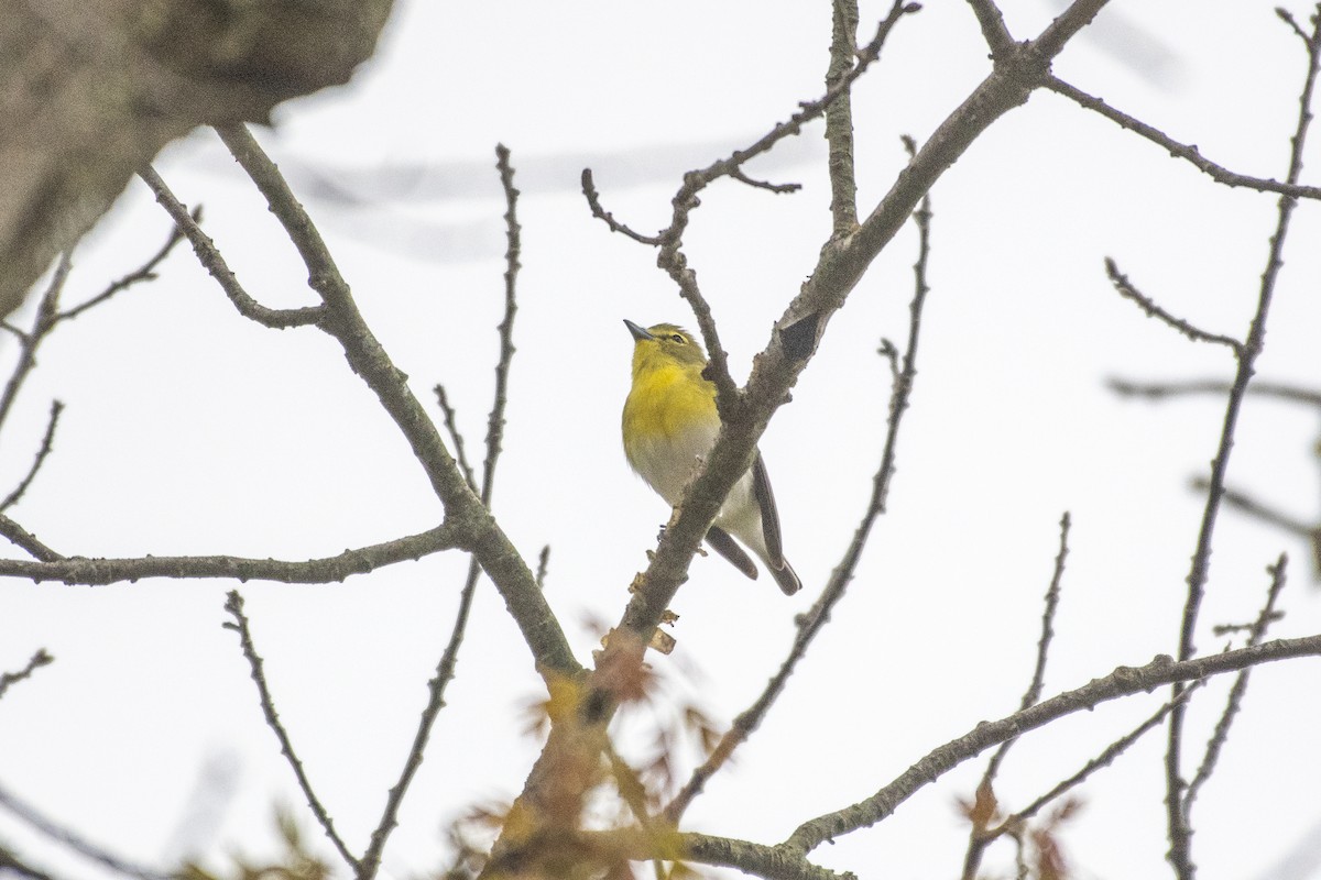 Yellow-throated Vireo - Peter Sproule