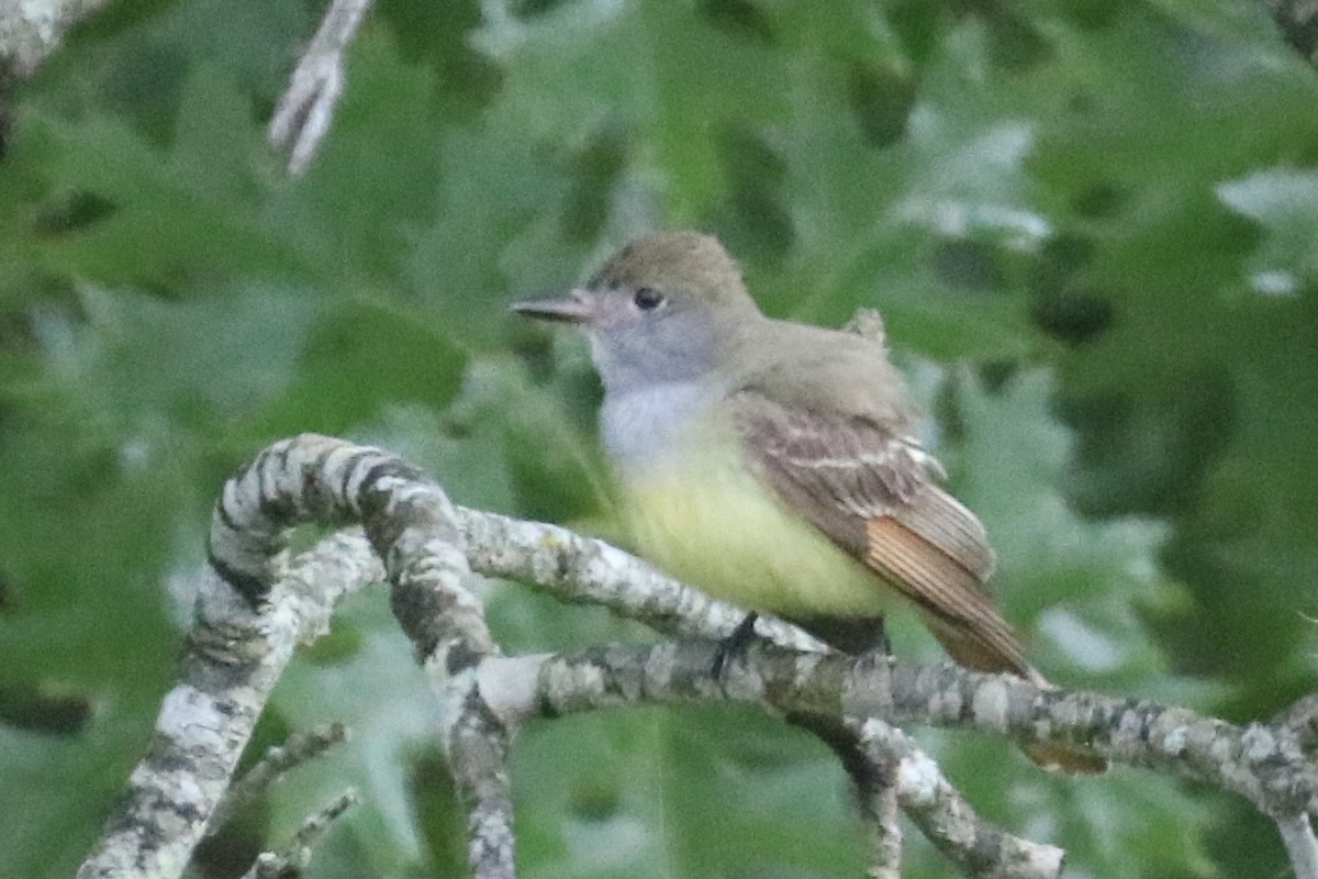 Great Crested Flycatcher - Kelly Krechmer