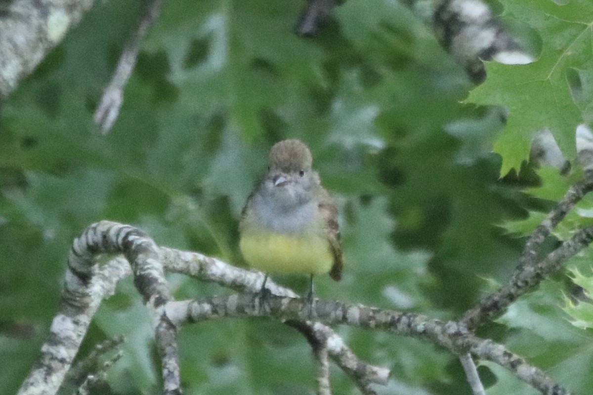 Great Crested Flycatcher - Kelly Krechmer