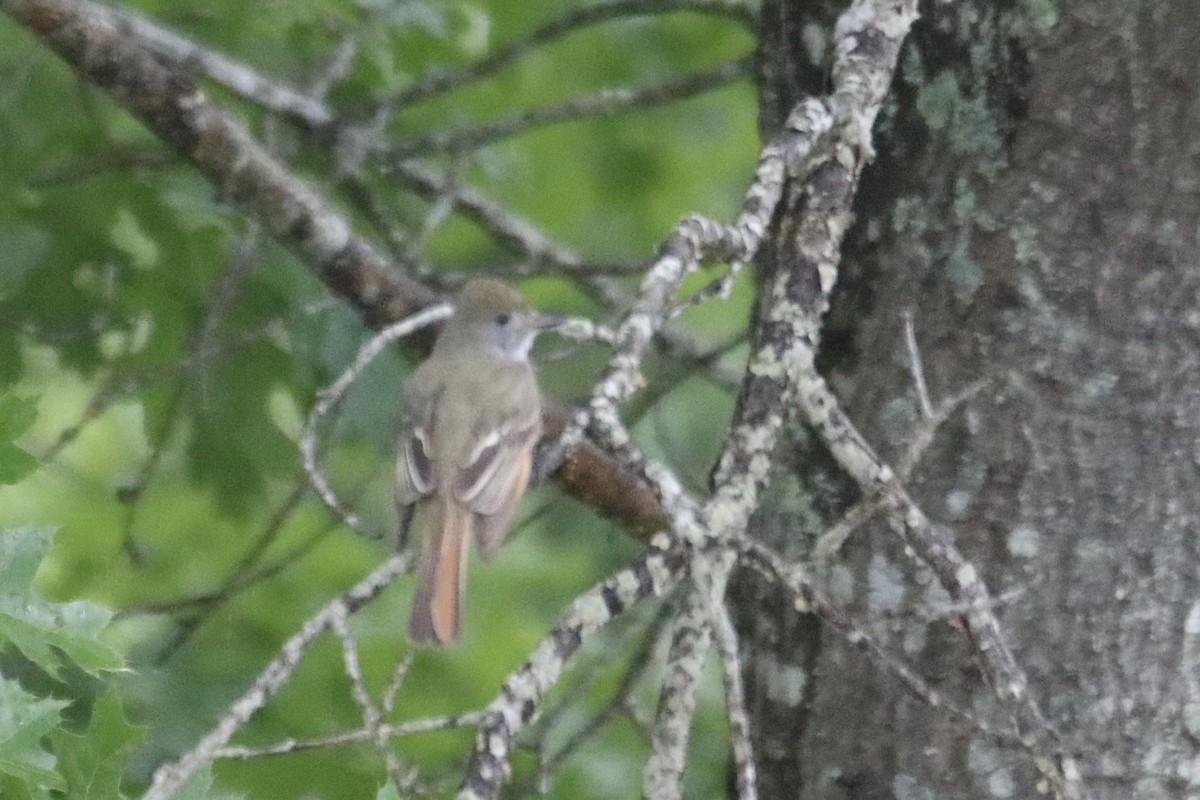 Great Crested Flycatcher - Kelly Krechmer