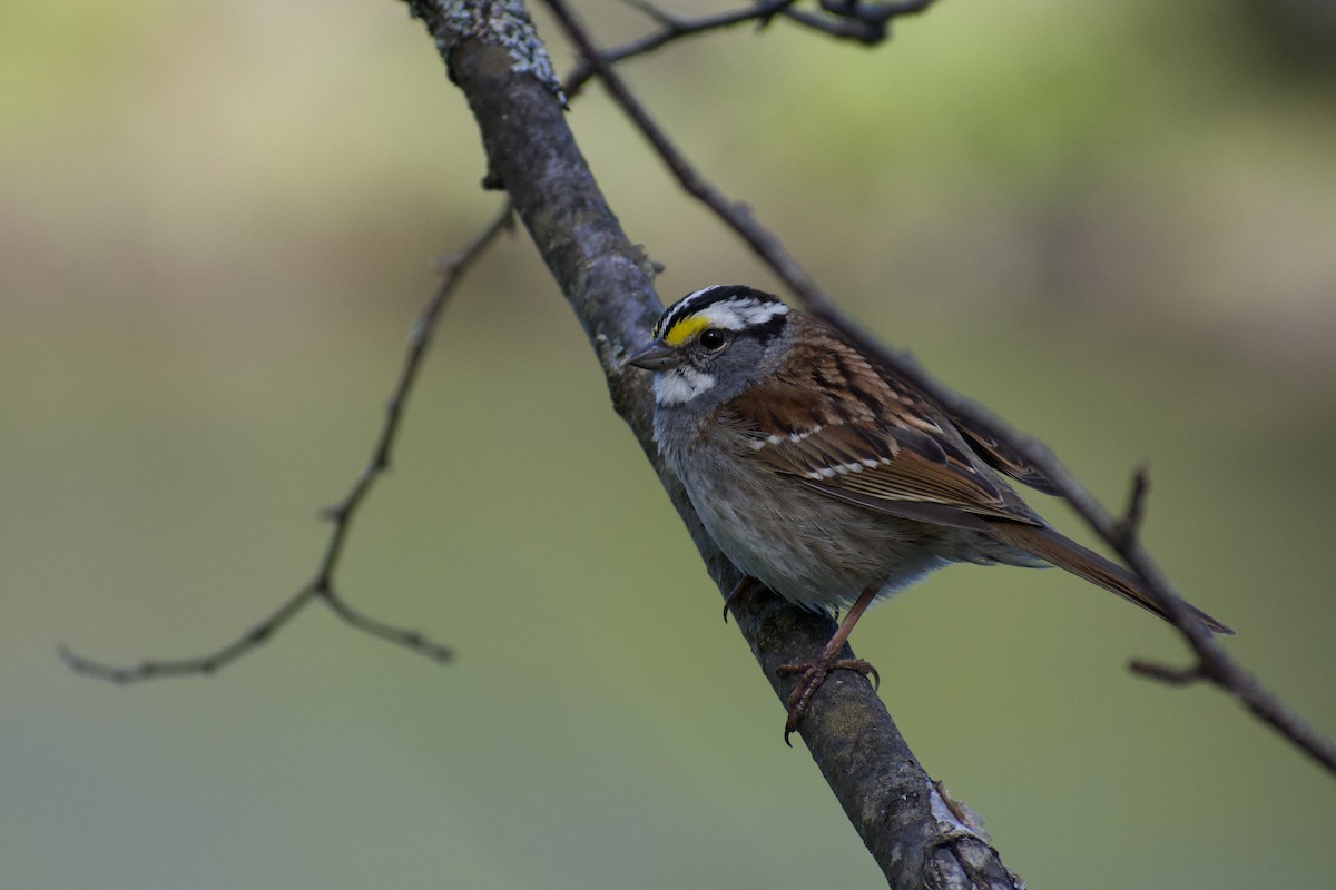White-throated Sparrow - Melina Watson