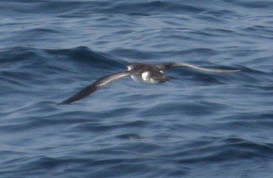 Barolo Shearwater - ML619313770