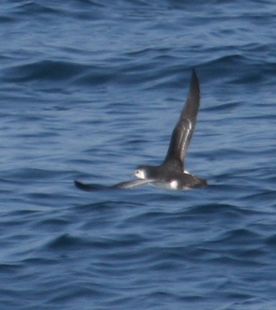 Barolo Shearwater - ML619313778