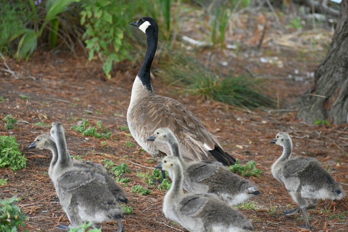 Canada Goose - ML619313839