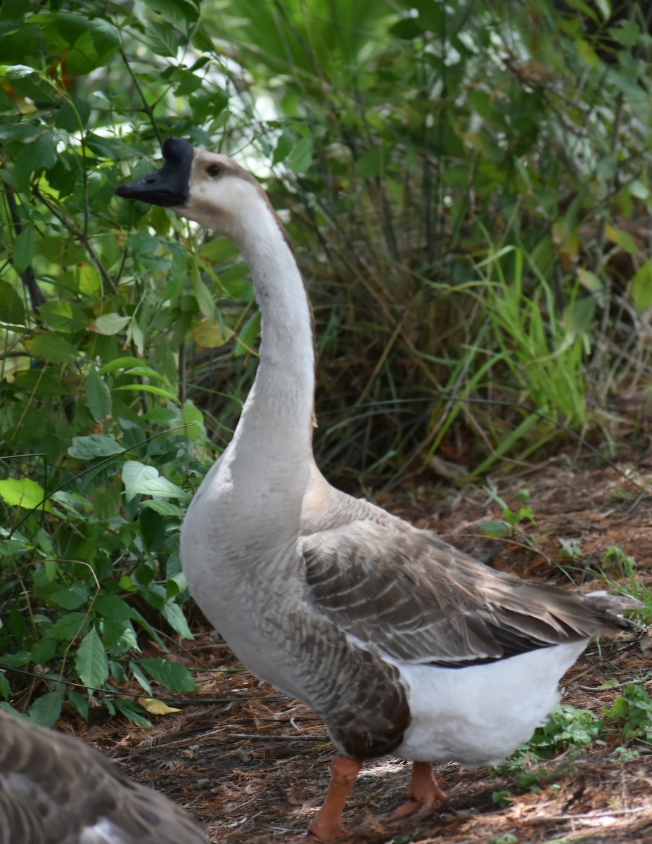 Swan Goose (Domestic type) - Brandy Price