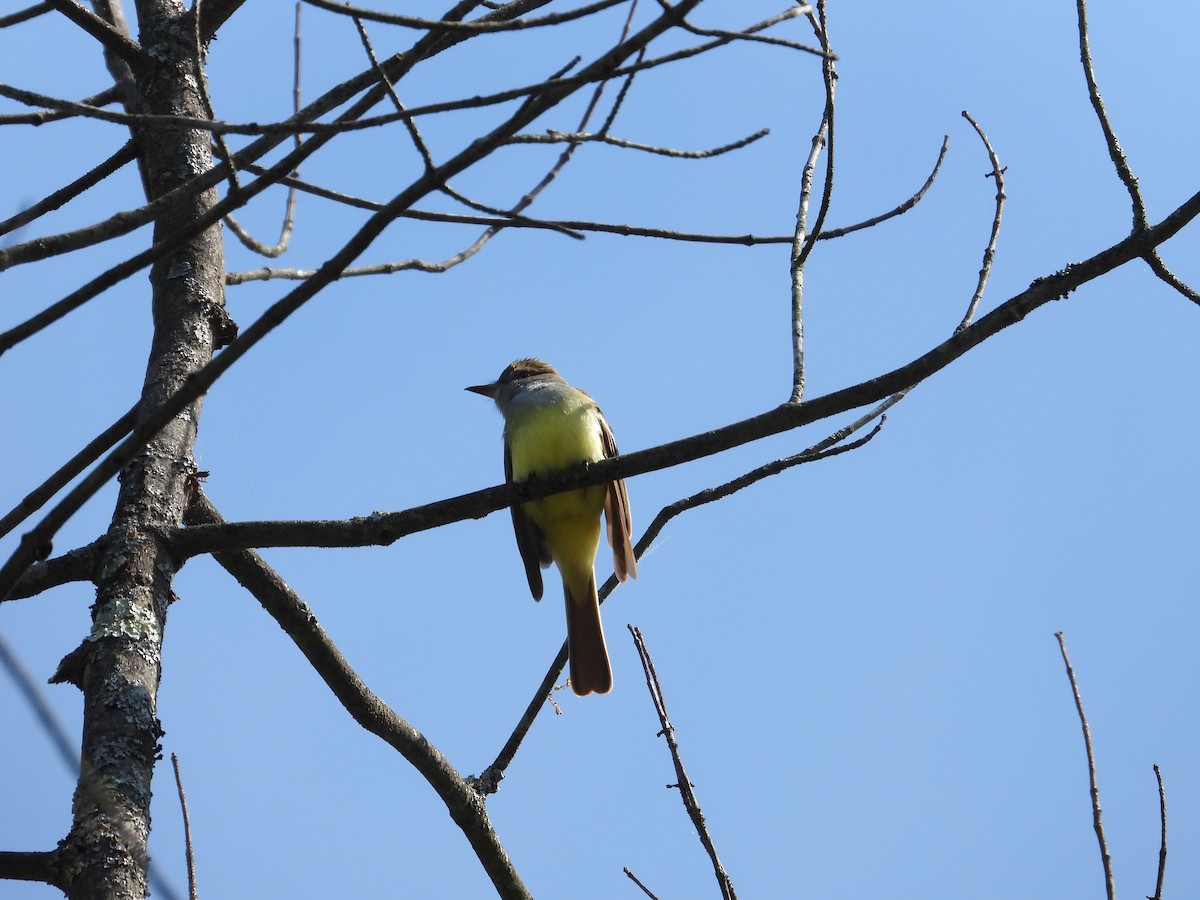 Great Crested Flycatcher - ML619313886