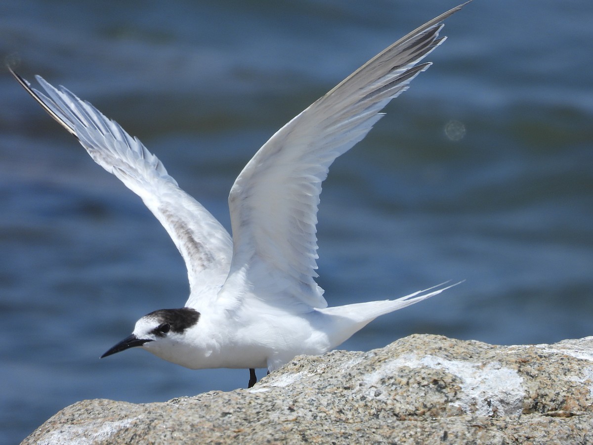 Common Tern - ML619313909