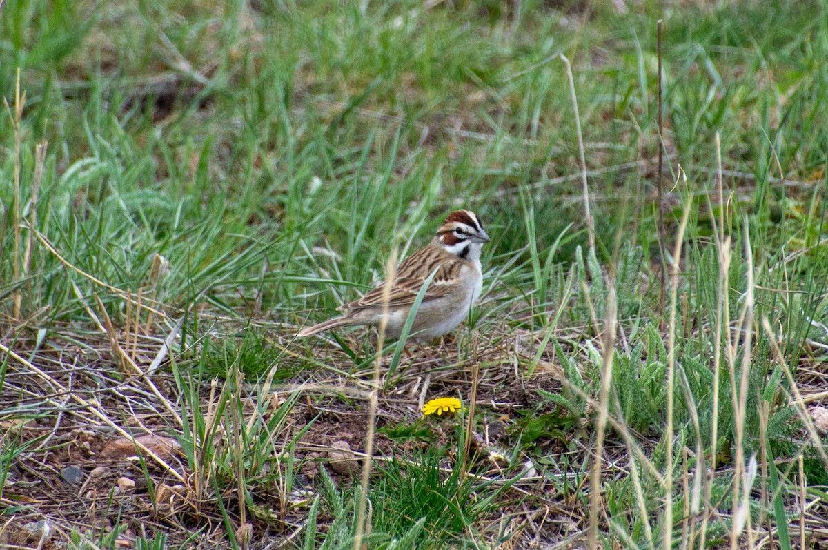 Lark Sparrow - Matt Blaze