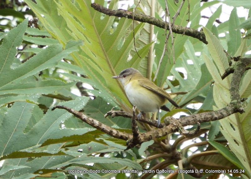 Yellow-green Vireo - Maritta (Dodo Colombia)