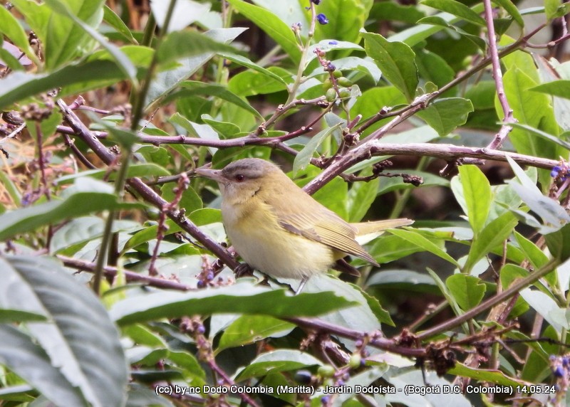 Yellow-green Vireo - Maritta (Dodo Colombia)