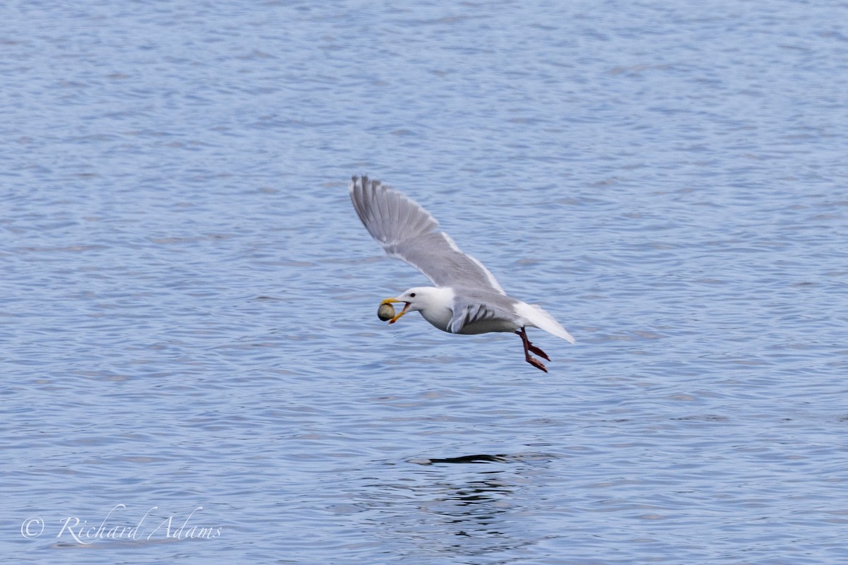 Glaucous-winged Gull - Richard Adams