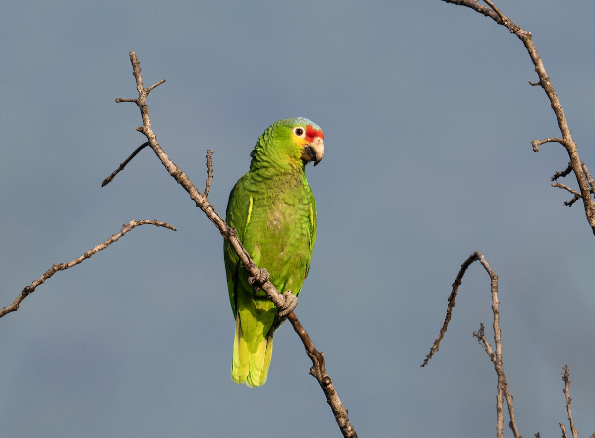 Red-lored Parrot - Mauricio López