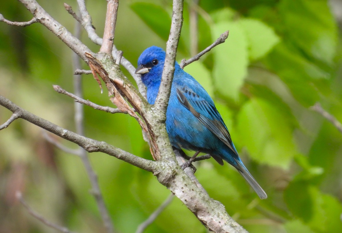 Indigo Bunting - Valentina Roumi