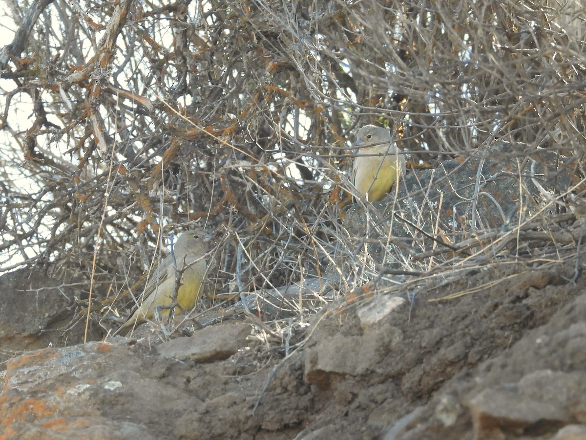 Greenish Yellow-Finch - Saskia Hostens