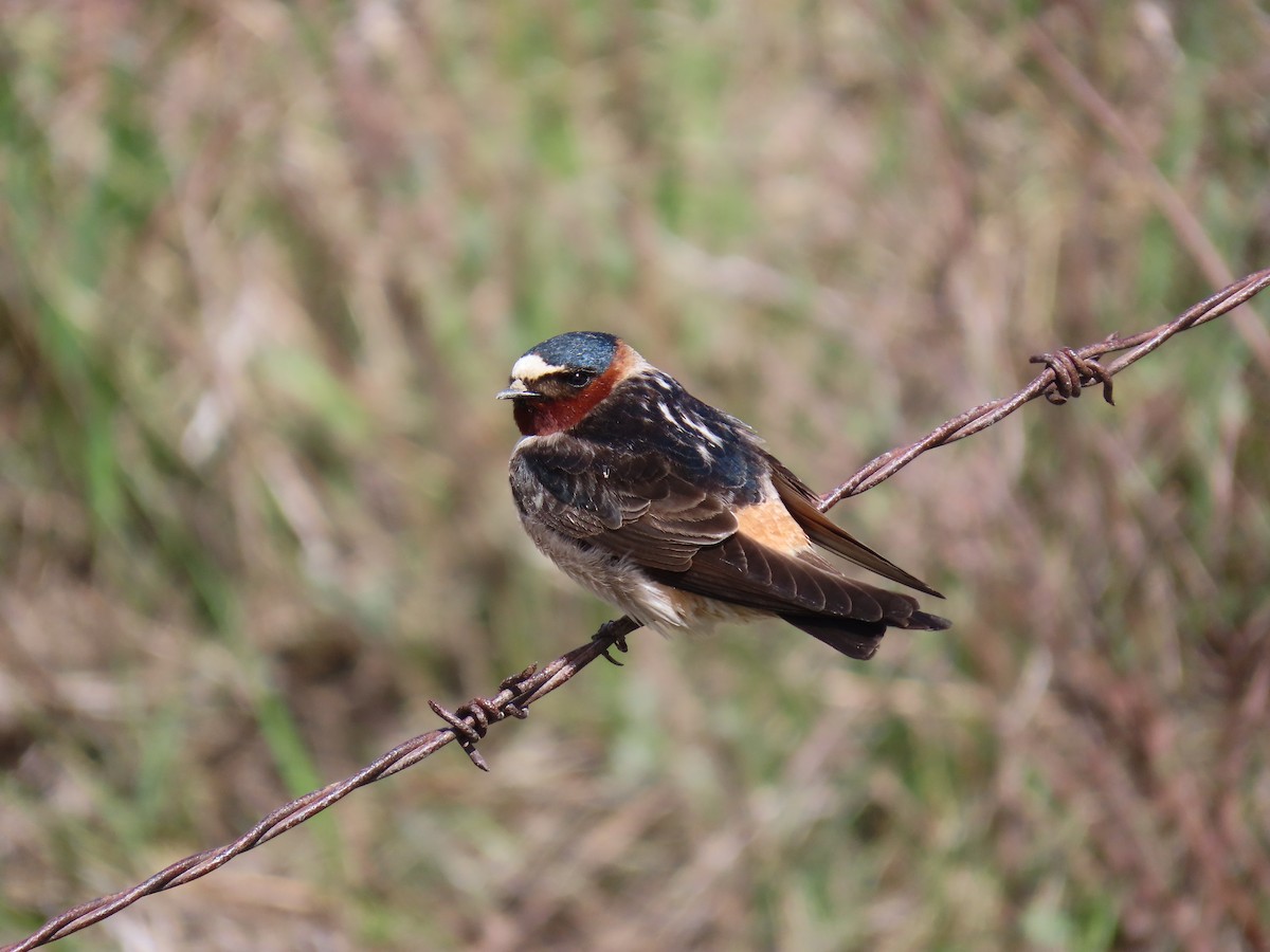 Cliff Swallow - Mike Russum
