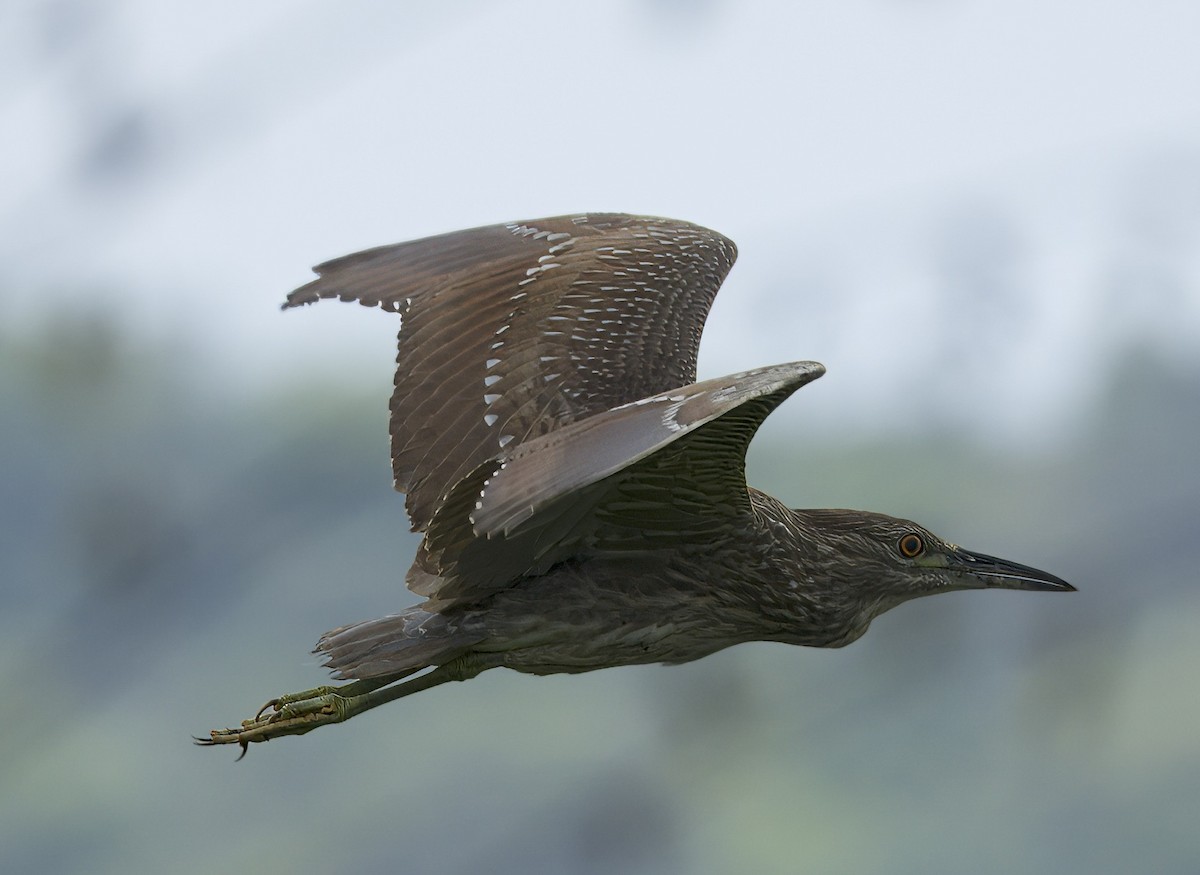 Black-crowned Night Heron - Carol Hippenmeyer