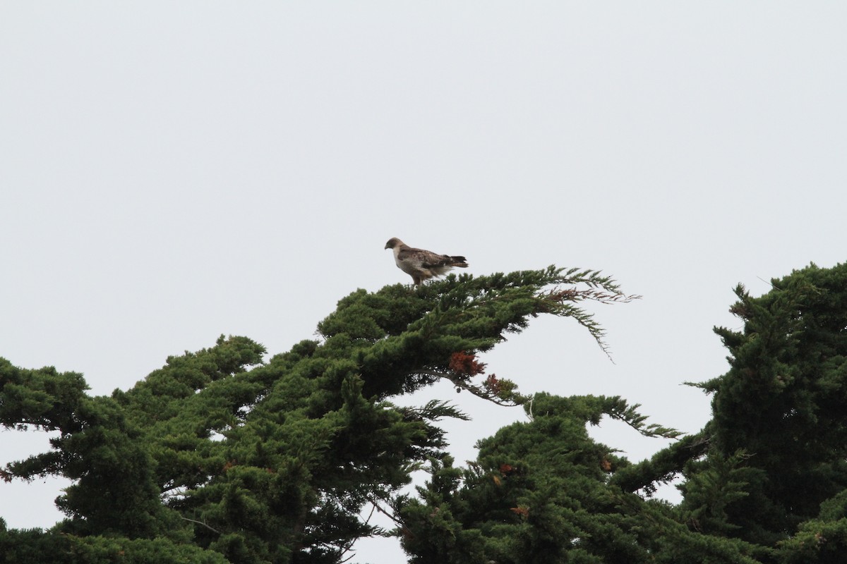 Red-tailed Hawk - ML619314025