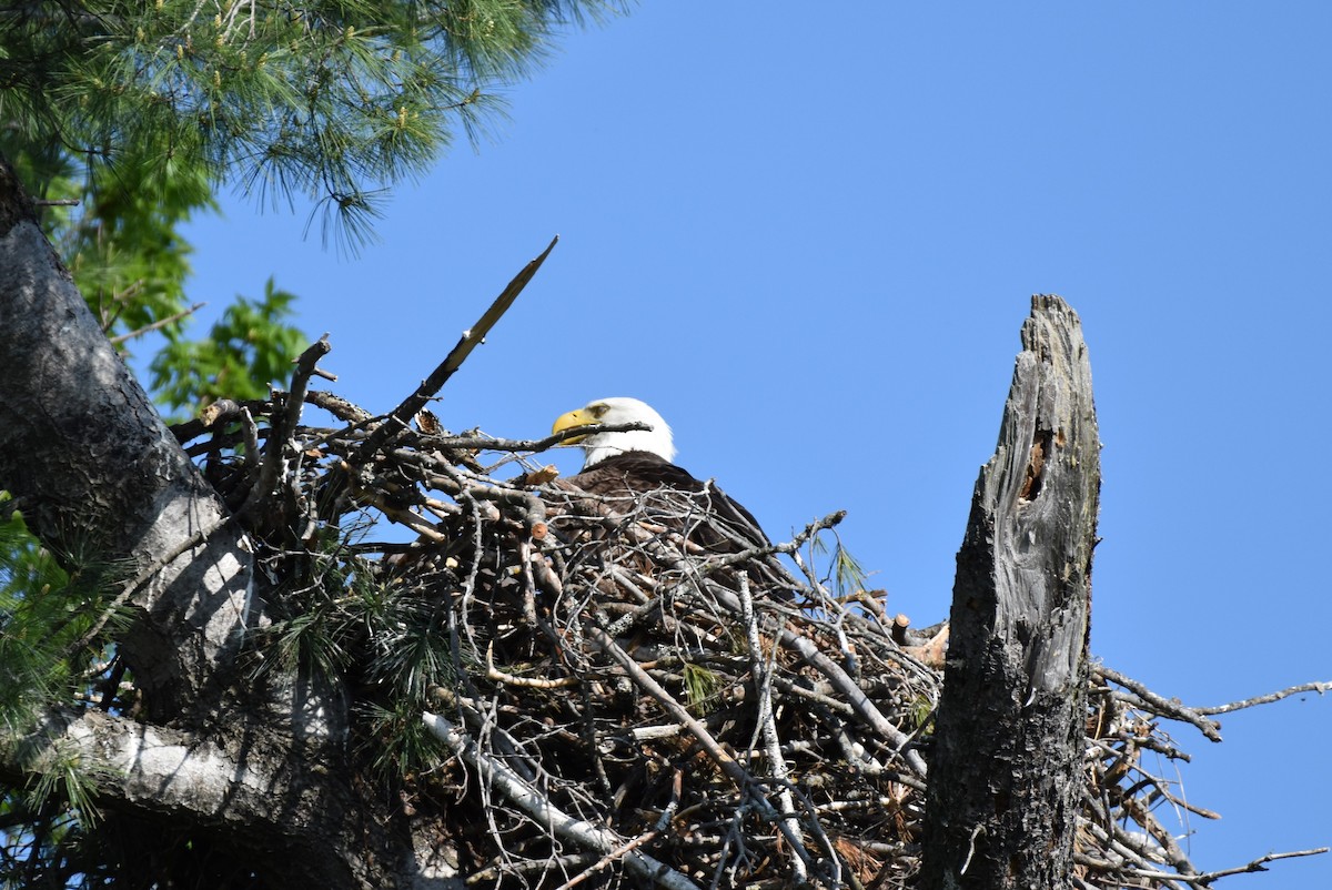 Bald Eagle - Garry Waldram