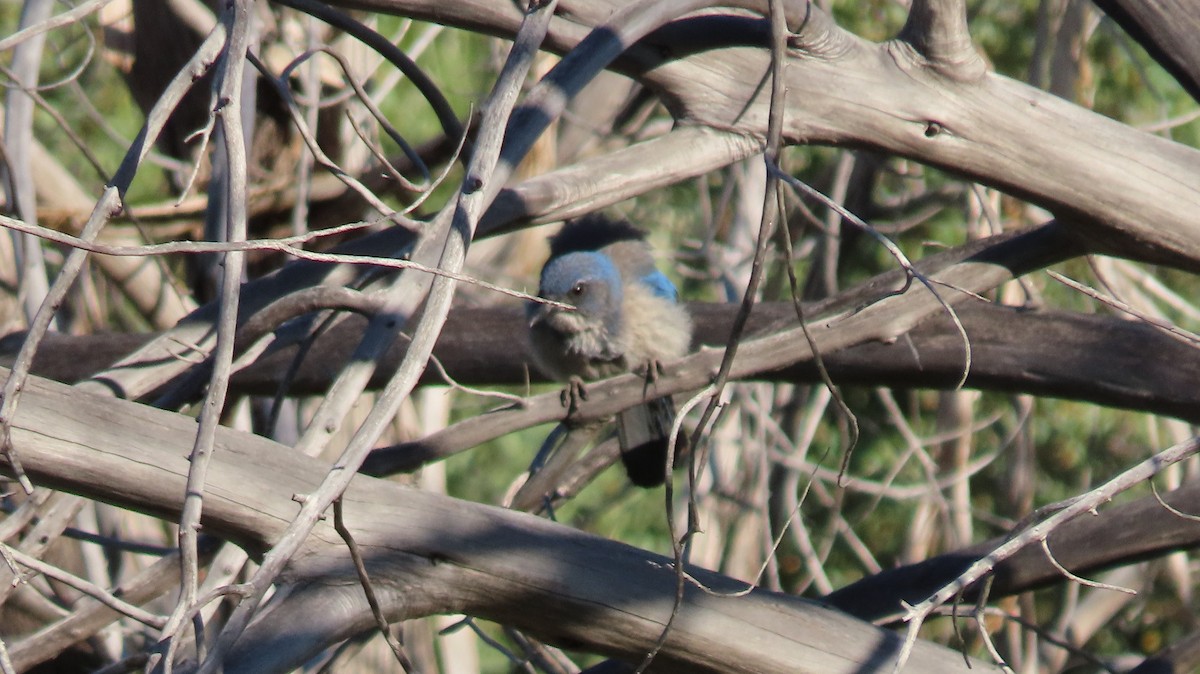 Woodhouse's Scrub-Jay - Anne (Webster) Leight