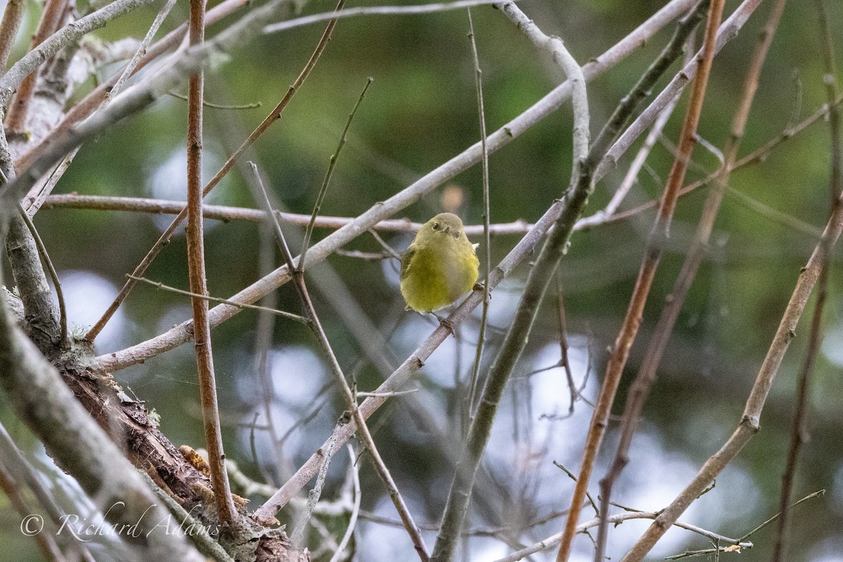 Orange-crowned Warbler - Richard Adams