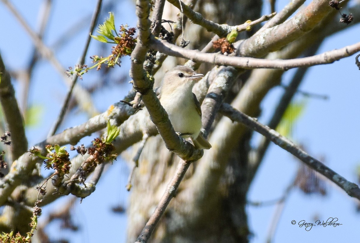 Warbling Vireo - ML619314049