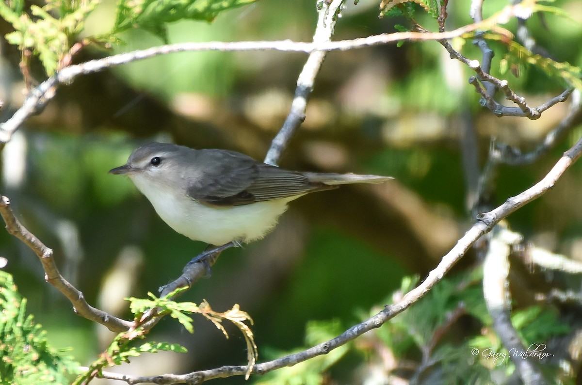 Warbling Vireo - ML619314050