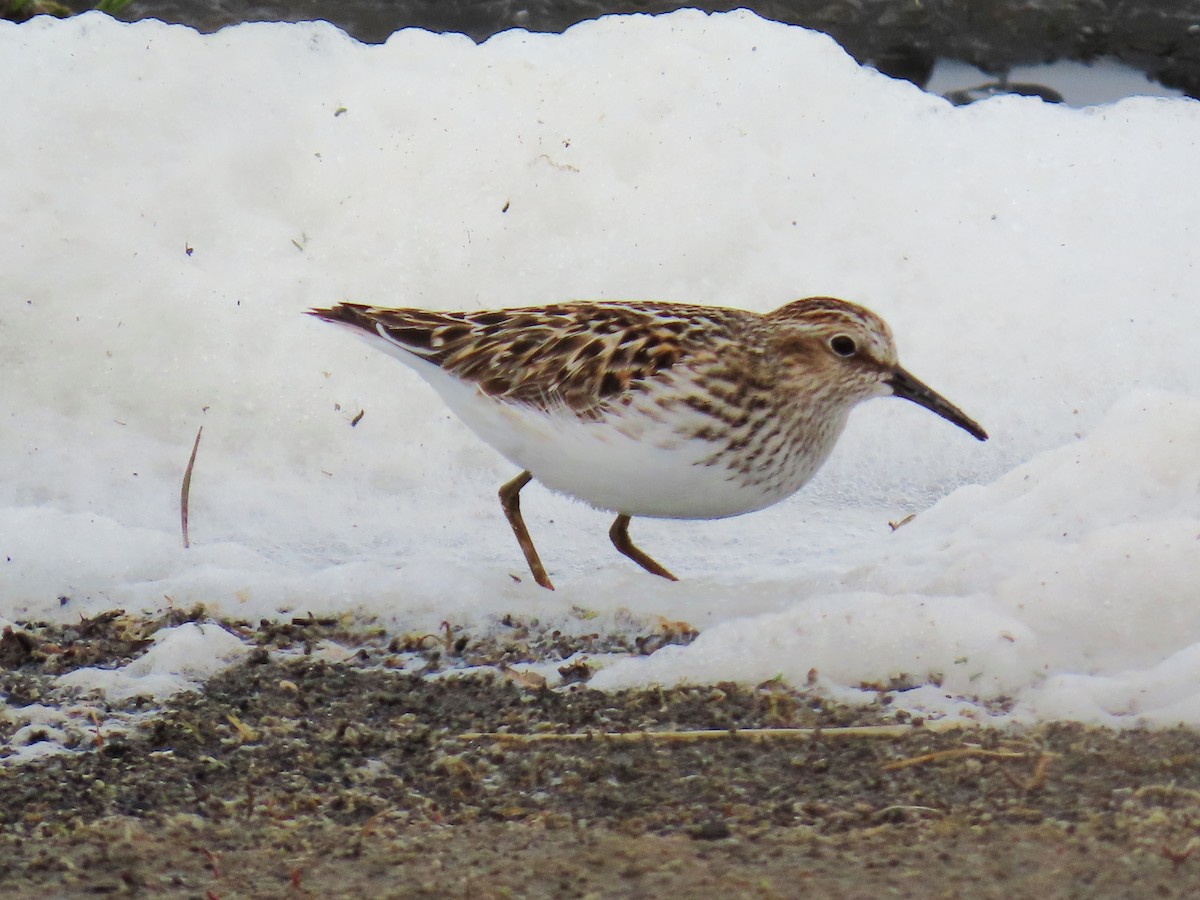 pygmésnipe - ML619314052