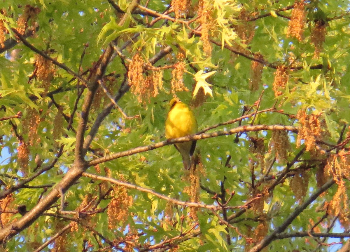 Blue-winged Warbler - ML619314054