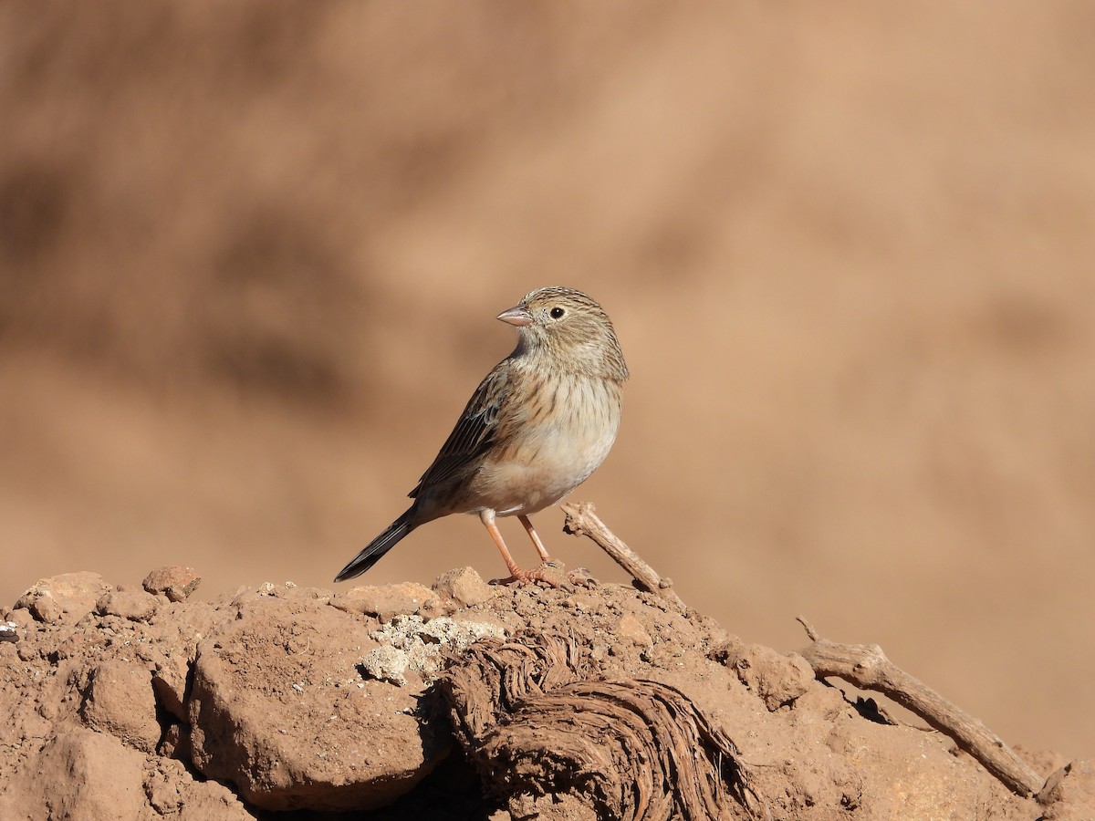 Band-tailed Sierra Finch - Saskia Hostens