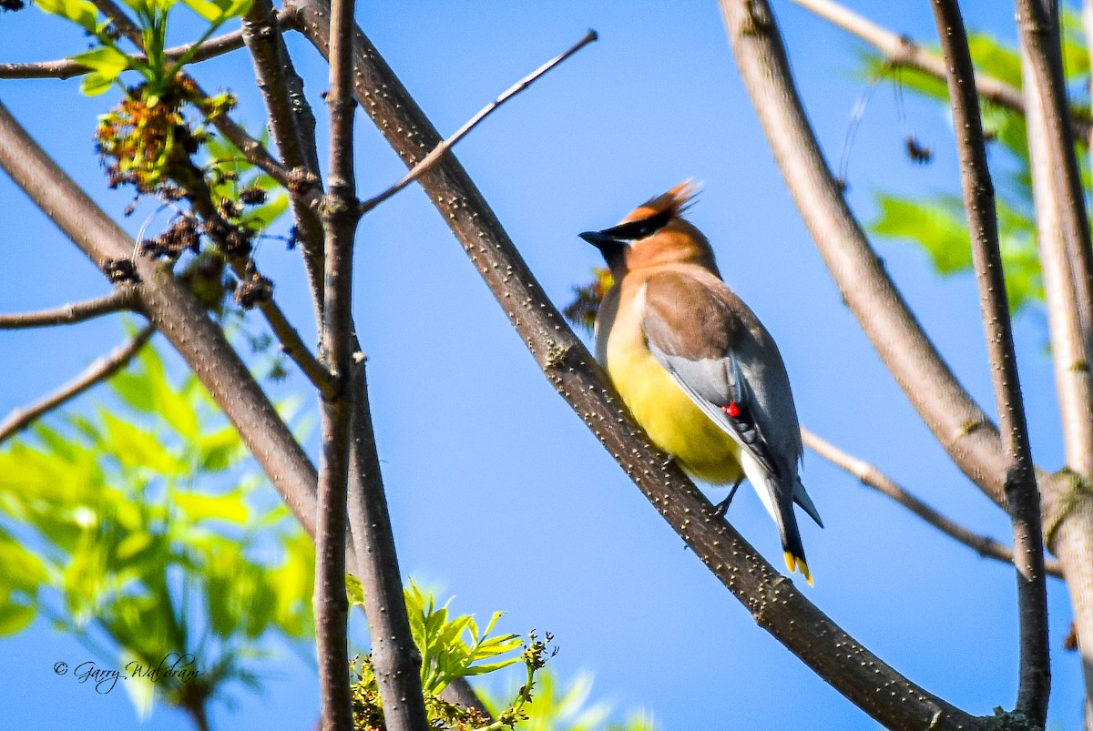 Cedar Waxwing - ML619314066