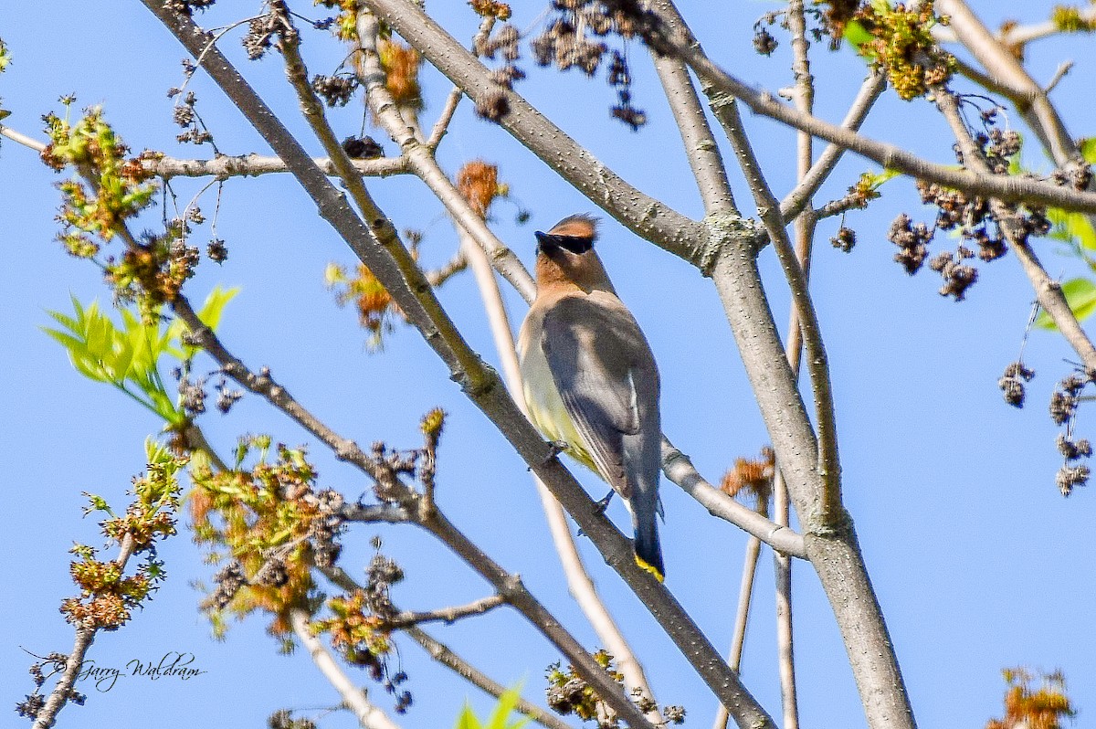 Cedar Waxwing - ML619314067