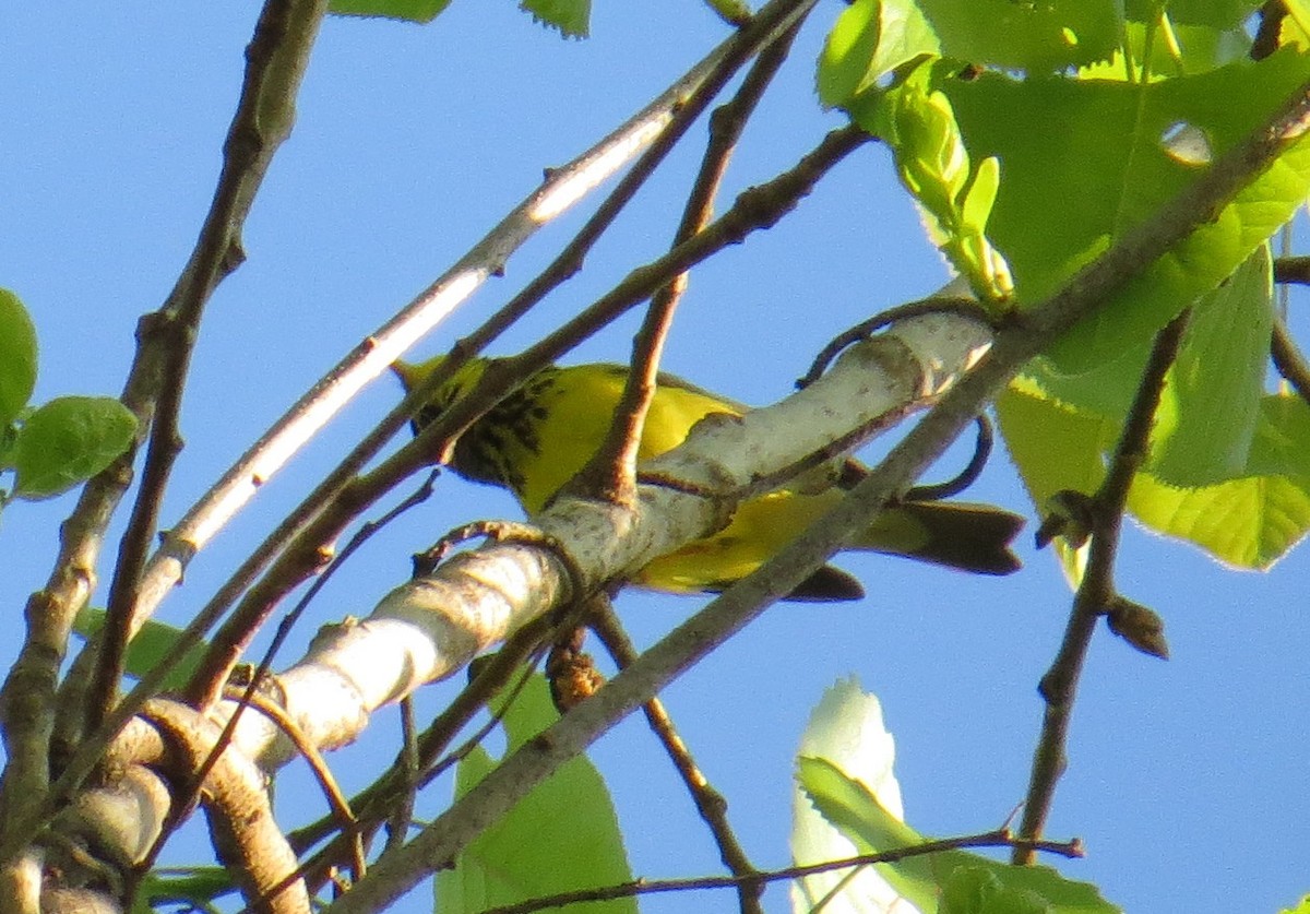 Canada Warbler - ML619314074