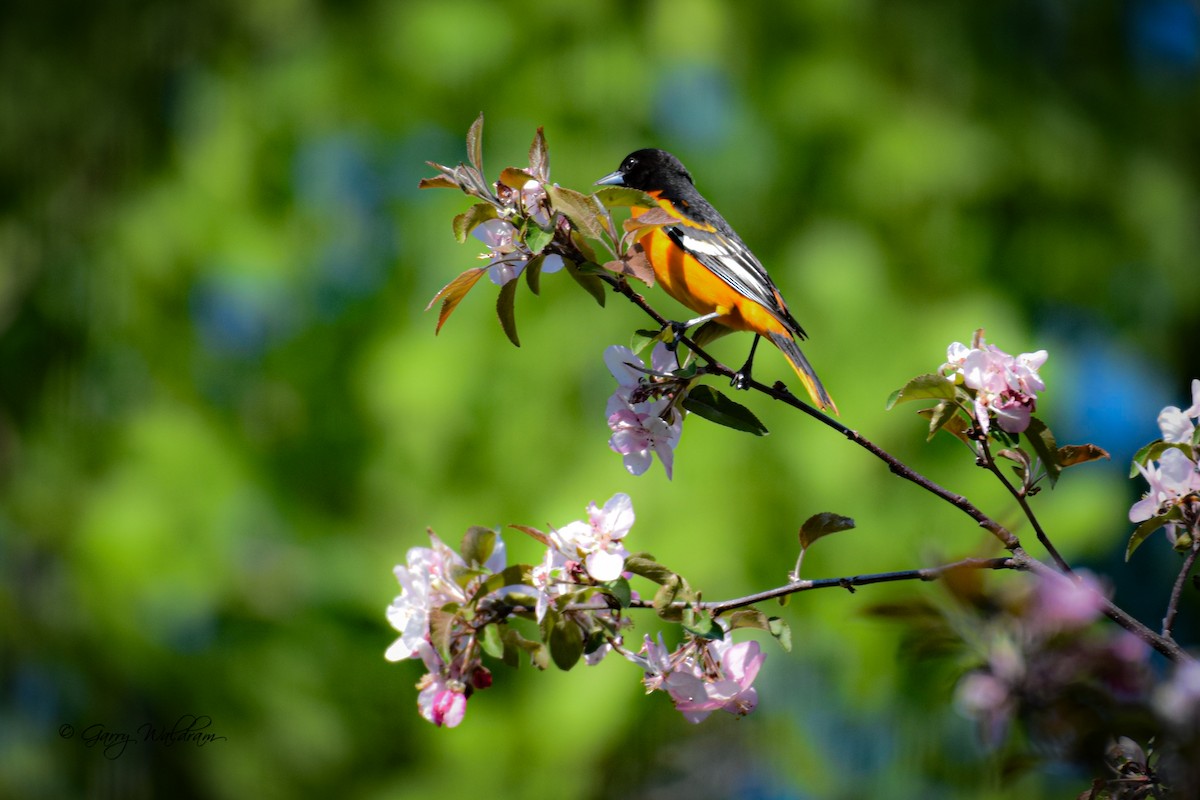 Baltimore Oriole - ML619314077