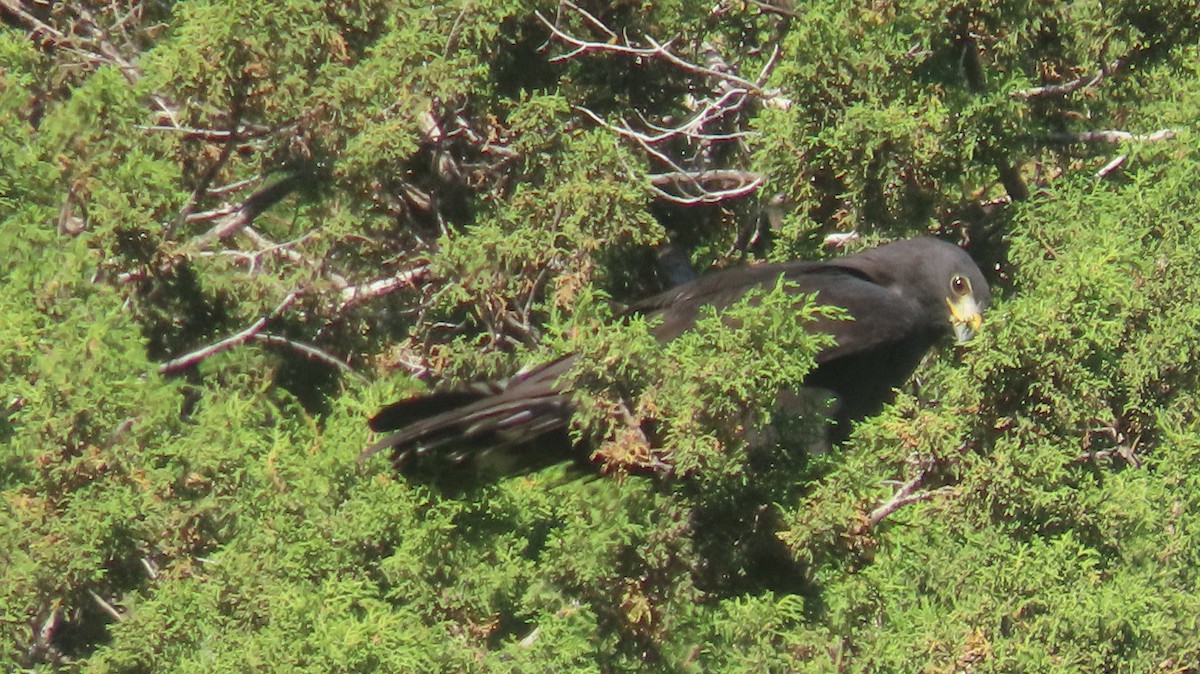 Zone-tailed Hawk - Anne (Webster) Leight