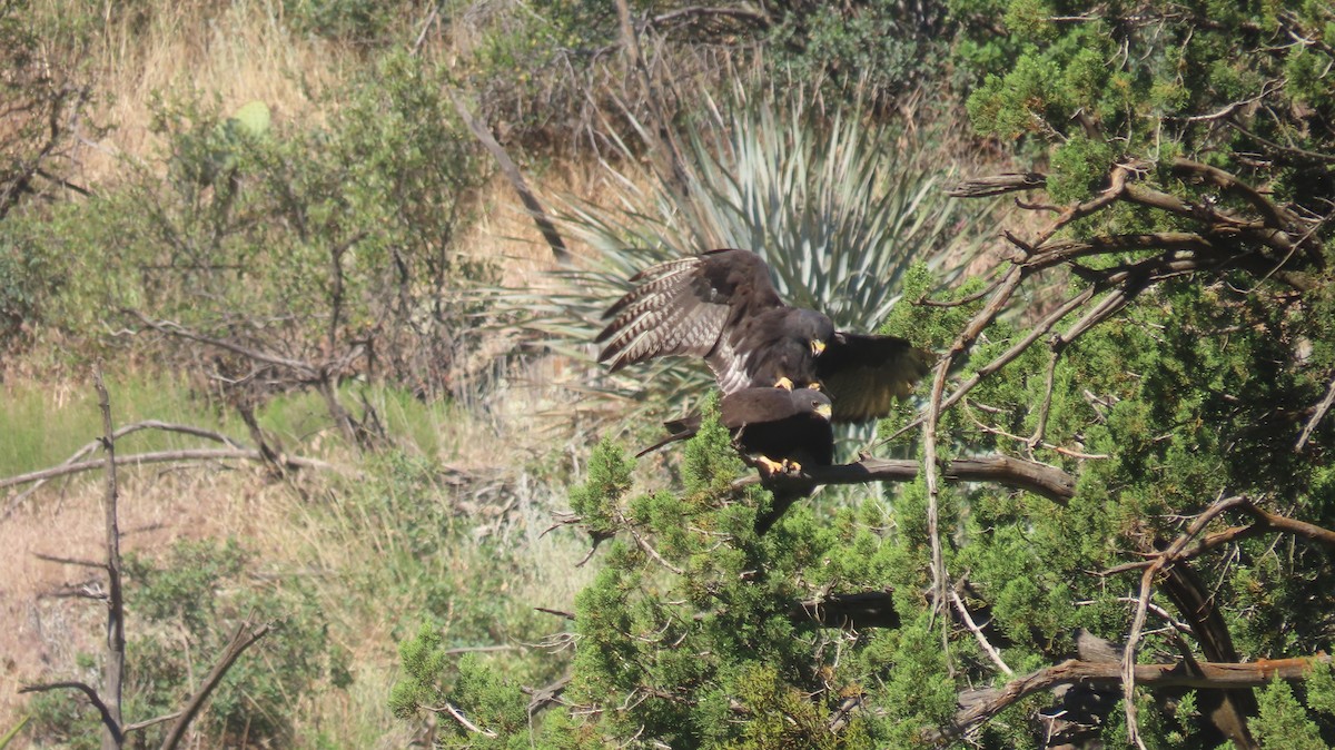 Zone-tailed Hawk - Anne (Webster) Leight