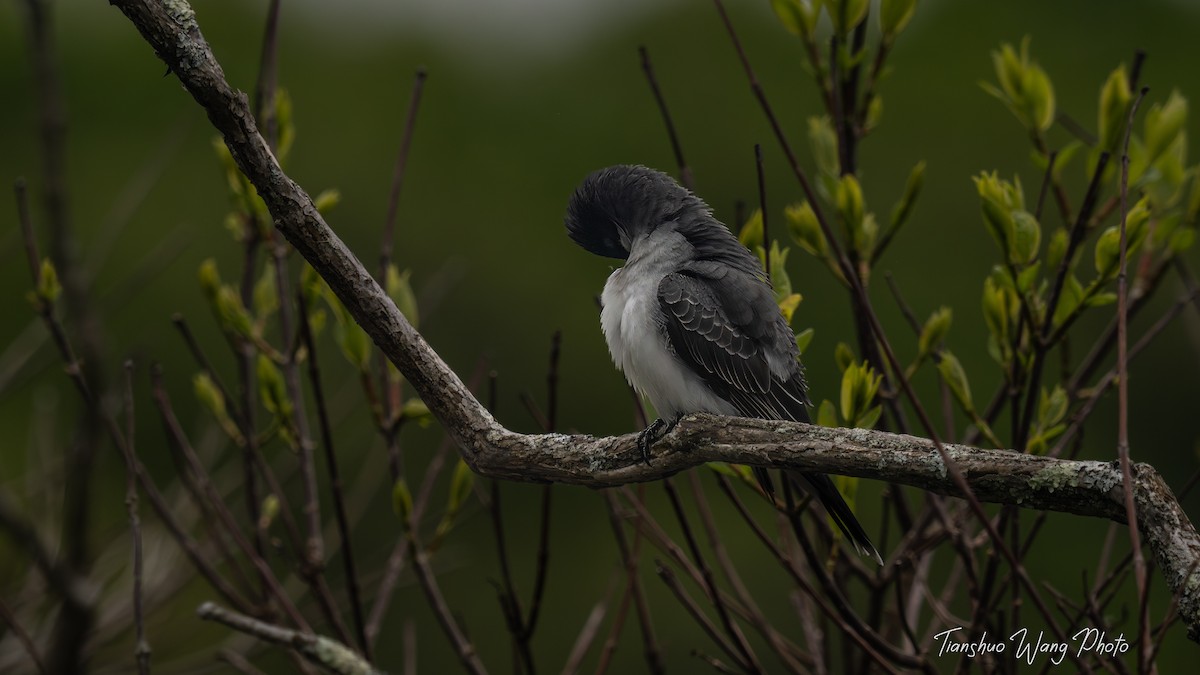 Eastern Kingbird - Tianshuo Wang