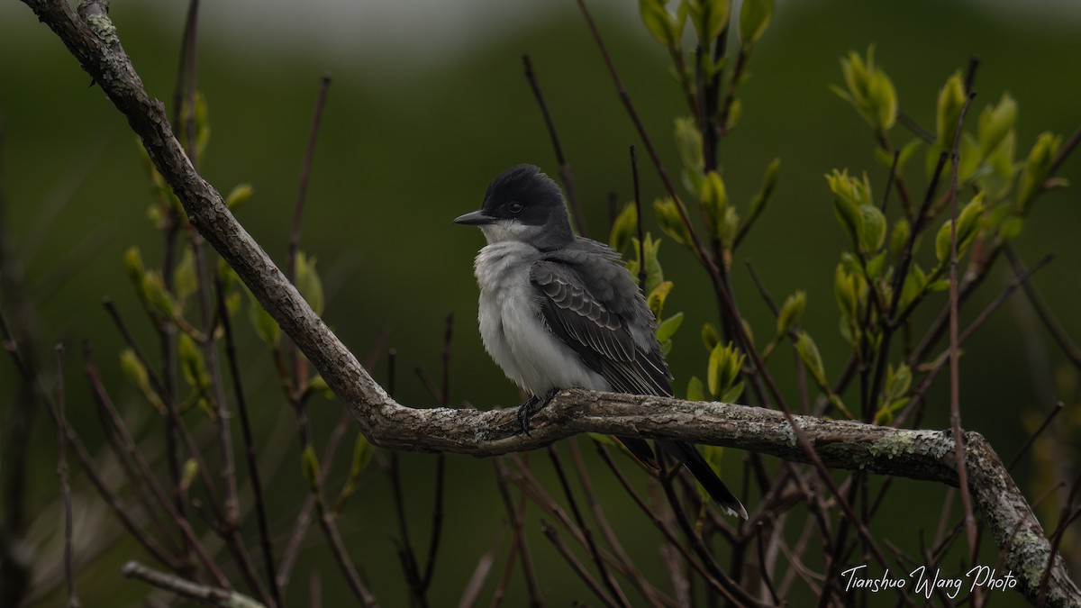 Eastern Kingbird - Tianshuo Wang