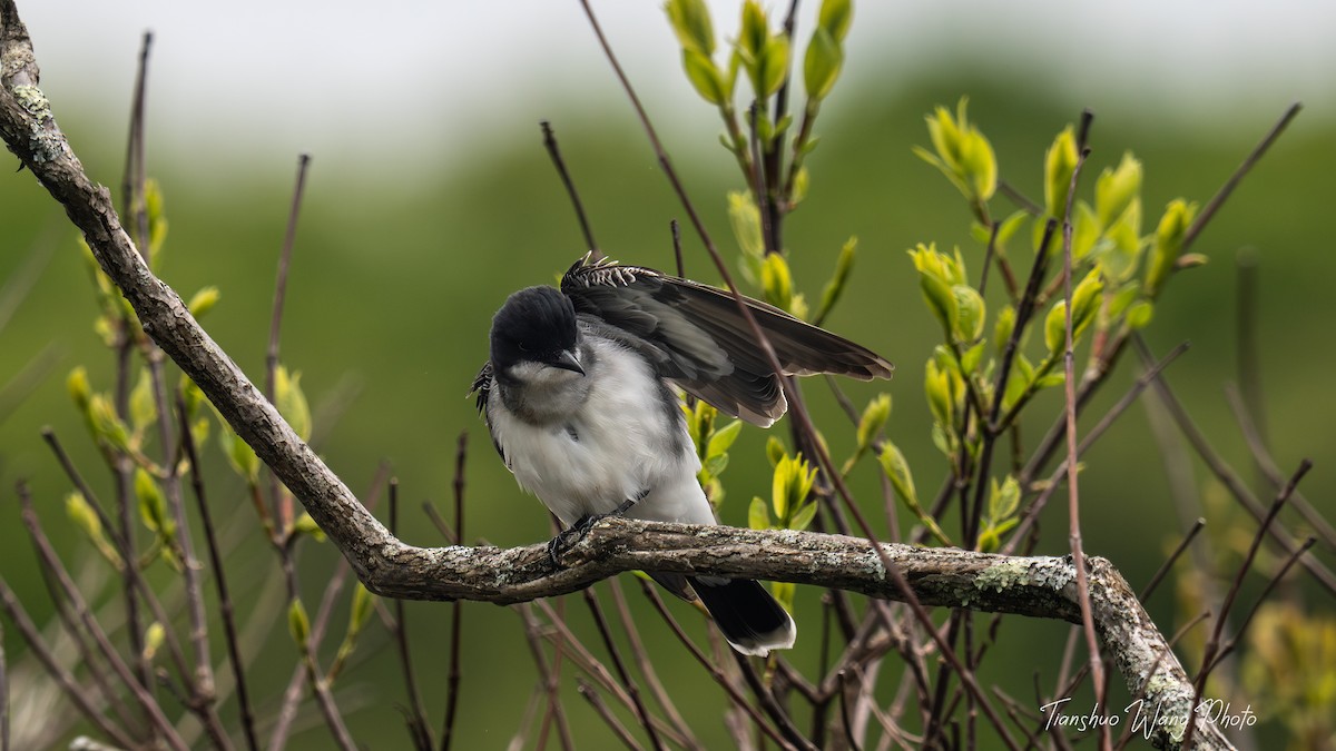 Eastern Kingbird - Tianshuo Wang