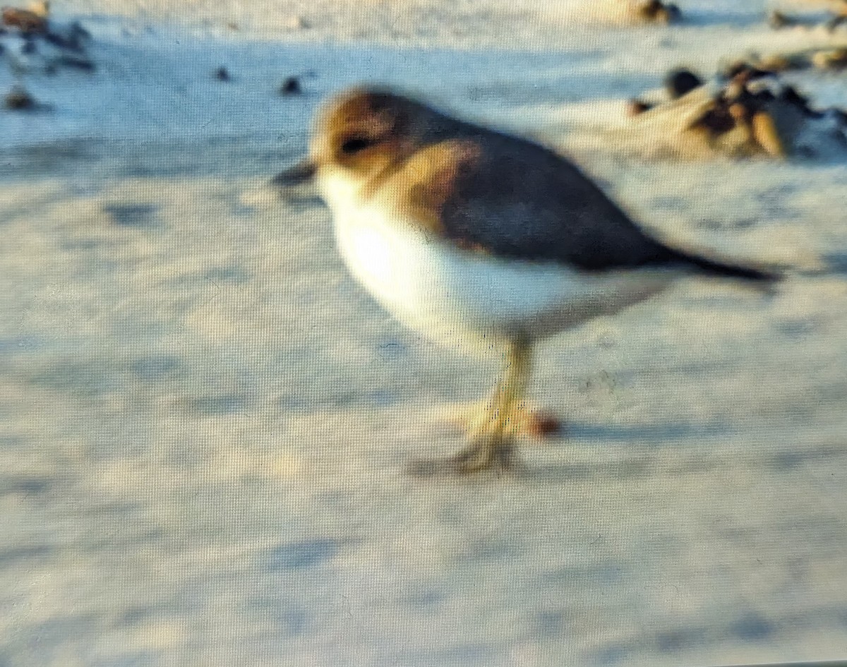 Red-capped Plover - Max Norman