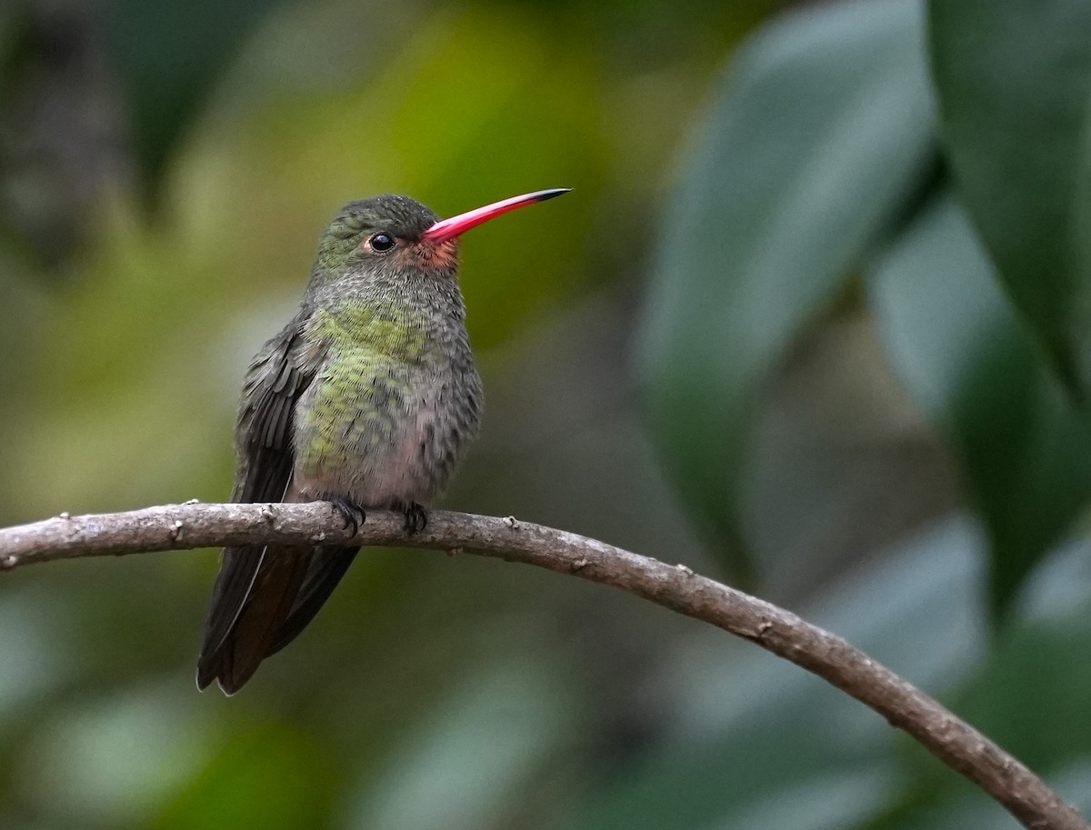 Gilded Hummingbird - Jorge Blackhall