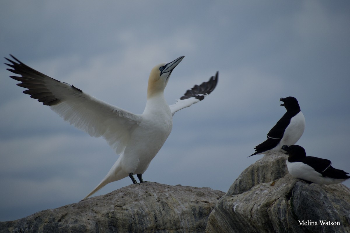 Northern Gannet - Melina Watson