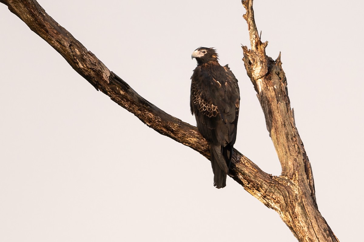 Wedge-tailed Eagle - John  Van Doorn