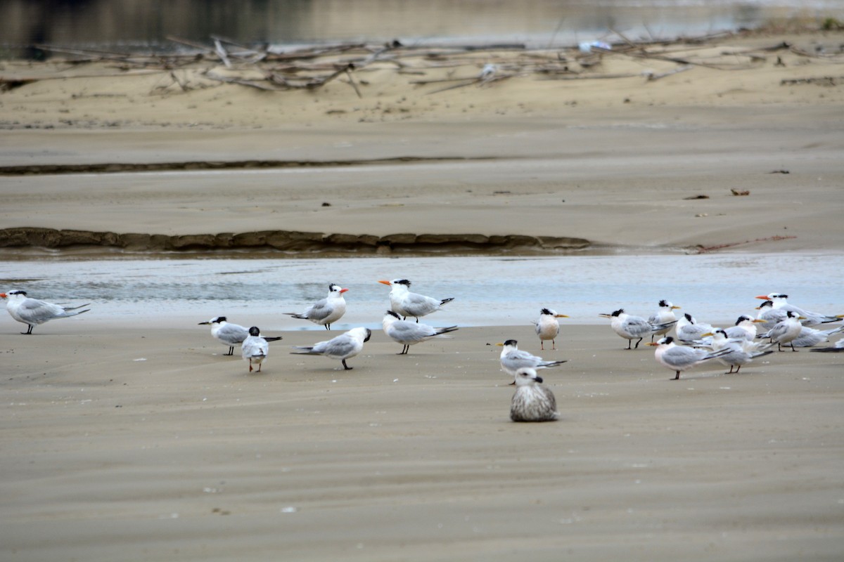 Royal Tern - João Gava Just